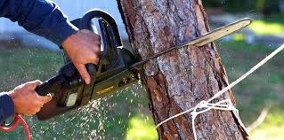 How Our Tree Care Process Works  in  Findlay, OH