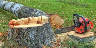 Best Tree Cabling and Bracing  in Findlay, OH