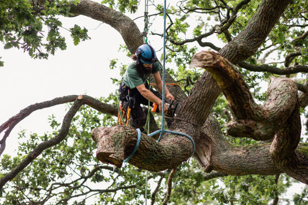 Best Tree Health Inspection  in Findlay, OH