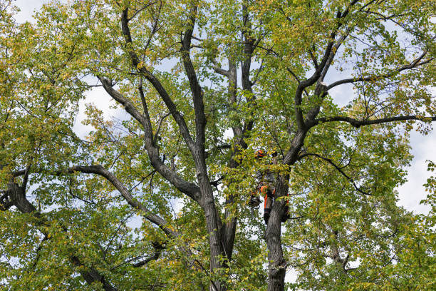 Best Tree Risk Assessment  in Findlay, OH